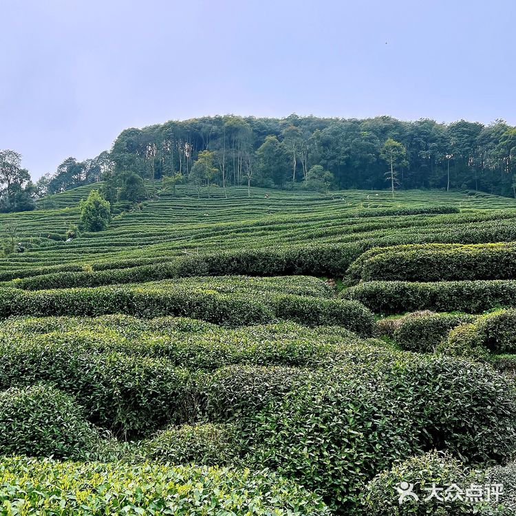 杭州春日好去处｜梅家坞香芙茗楼品味茶文化 春天的杭州