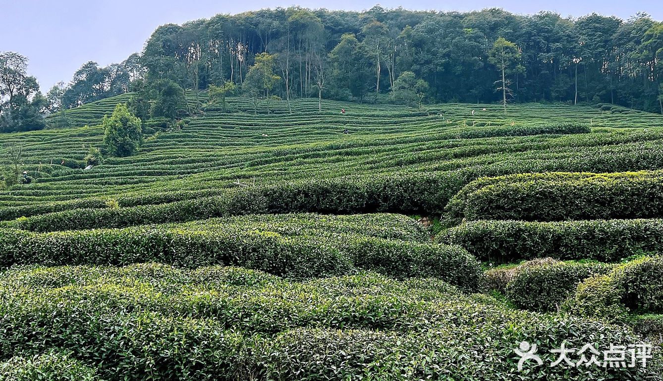 杭州春日好去处｜梅家坞香芙茗楼品味茶文化 春天的杭州