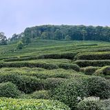 杭州春日好去处｜梅家坞香芙茗楼品味茶文化 春天的杭州
