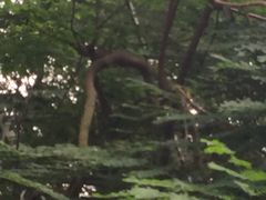 -新加坡飞禽公园