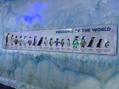 -迪拜水族馆及水下动物园