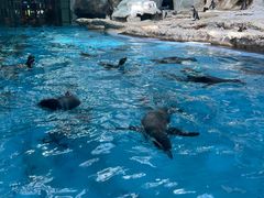 -帝企鹅自助餐厅•儿童岛•真企鹅(长隆企鹅酒店)