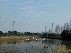 -上海长兴岛郊野公园