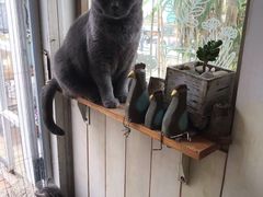 -海边的猫和咖啡馆