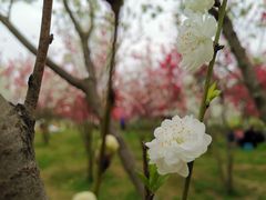 -洨河生态公园