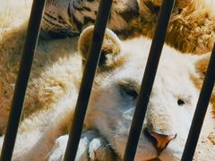 -青岛森林野生动物世界