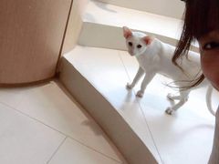 -飞行喵MR PILOT|猫舍·猫咖(静安大融城店)