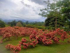 -中国科学院西双版纳热带植物园
