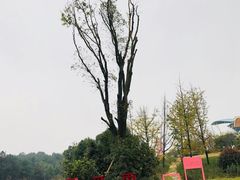 -铁山坪森林公园