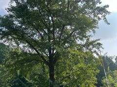 -遵化市禅林寺古银杏风景园