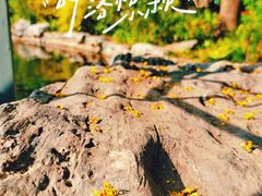 -江湾公园