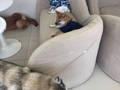 -怪兽屋·羊驼·猫咖·狗咖(俊华广场店)