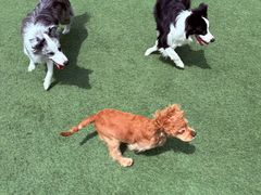 -爪吧宠物乐园 (温榆河示范区店)