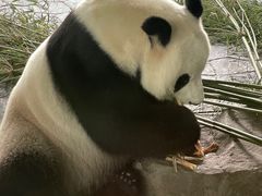 -上海野生动物园