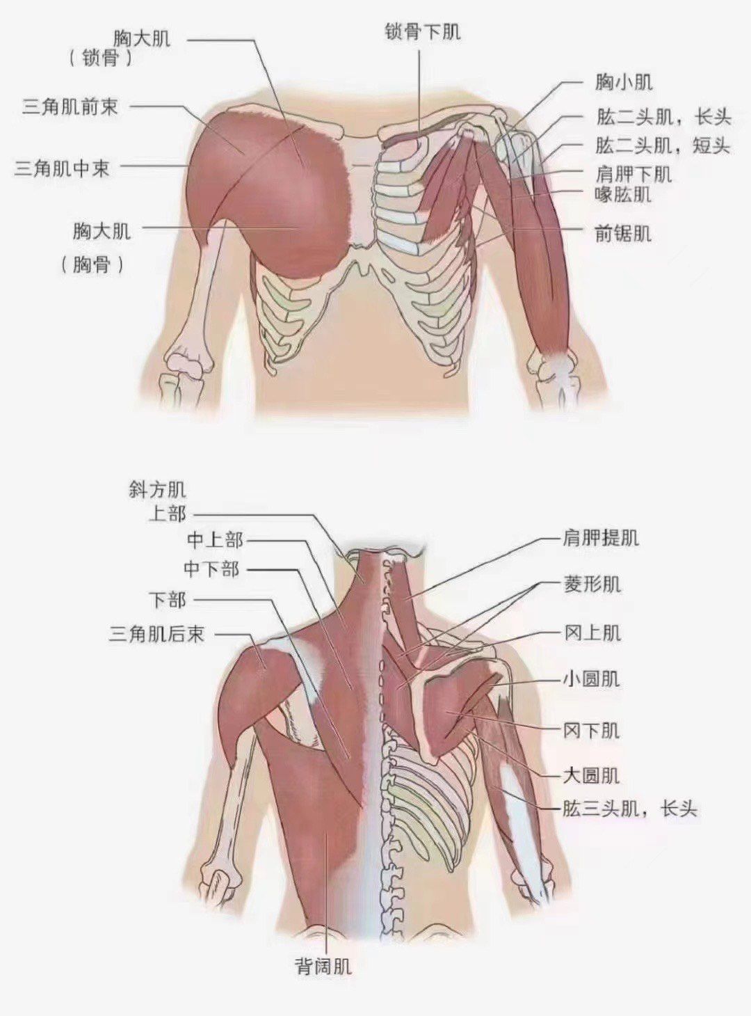 肌肉的作用