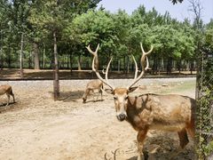 -秦皇岛野生动物园