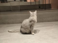 -猫儿山۰猫主题餐厅