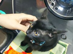 -安安宠医宠物医院·异宠·犬猫内科(岳阳分院)