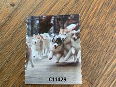 -TrueLove @ Neverland (Husky Cafe)