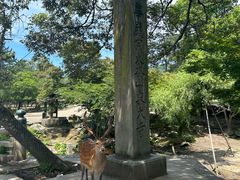 -奈良公园