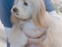 -帕帕拉兹宠物(亚洲旗舰店)