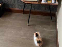 -momokira米努特·德文卷毛猫·棉花面纱犬