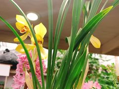 -江阴花鸟市场