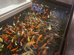 -龙悦湾酒家·八阵鱼生·渔人码头店