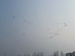 -盐城丹顶鹤湿地生态旅游区