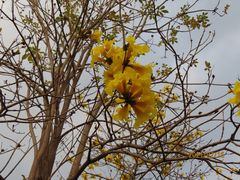 -天适樱花悠乐园