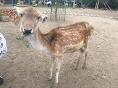 -北京麋鹿生态实验中心
