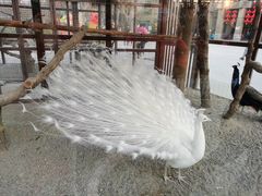 -南宫五洲植物乐园