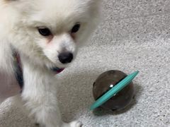 -谐和贝康宠物医院24小时·宠保定点(急重症转诊中心)
