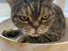 -猫冇咖·家门口的撸猫馆(大融城店)