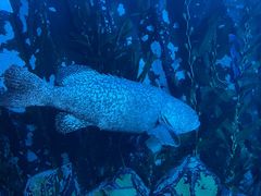 -迪拜水族馆及水下动物园