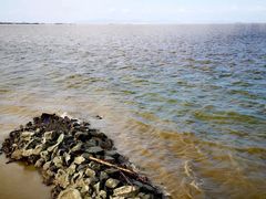-大湾区中央湿地公园