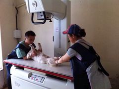 爱侣宠物医院(灵石路总店)-爱侣宠医·鹦鹉专科·小型哺乳类·异宠专科(灵石路店)