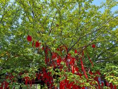 -祥源·阜阳生态乐园