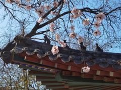 -桃花堤公园