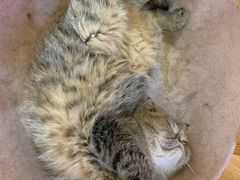 -滚猫咖啡·猫咖·猫友好撸猫(未来城店)
