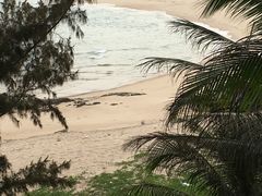 -广东惠东海龟国家级自然保护区
