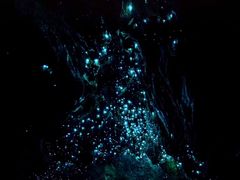 -怀托摩萤火虫洞