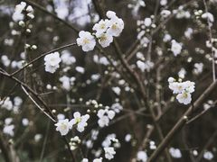 -杭州植物园