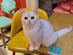 -猫色咖啡·猫咖