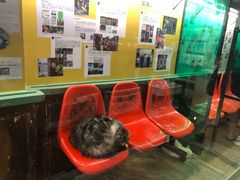 -猫咪博物馆(顶澳仔猫街店)