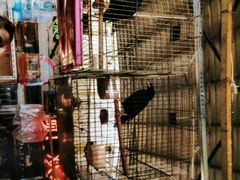 -万商花鸟市场