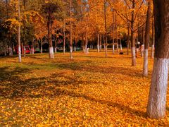 -大明宫国家遗址公园·御道广场