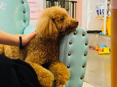 -百好乐宠物友好餐厅(朝外大街店)