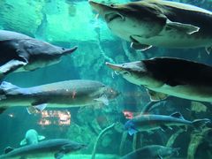 -华夏文旅海洋公园