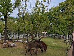 -金鸡湖桃花岛